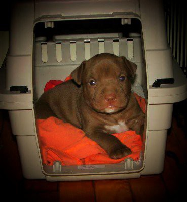 REDCOAT KENNELS