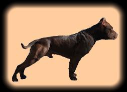 REAL DEAL CHOCOLATES