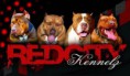 RED CITY KENNELS